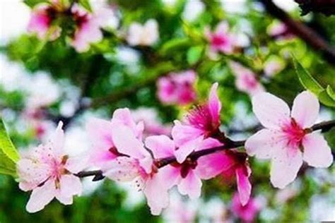 桃花查法|八字中桃花如何查询